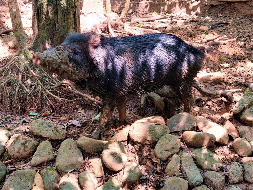 Peccary walking in front of a tree with mud on its snout and legs.