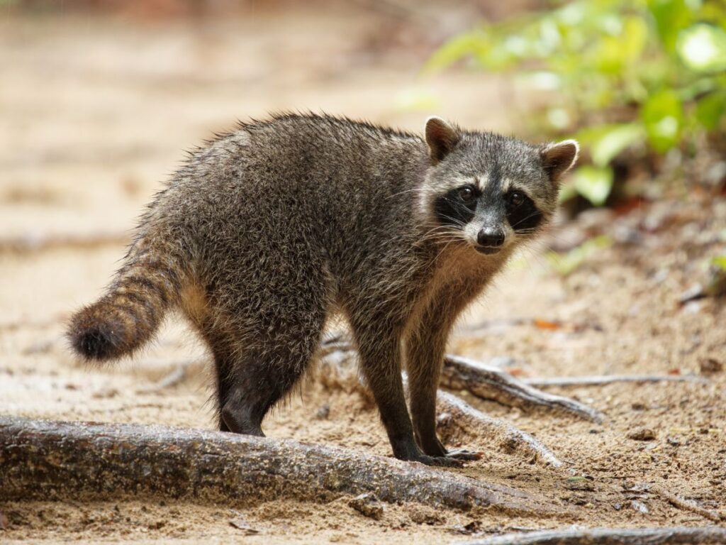 Racoon standing on a dirt path in the daytime next to a tree root and some small, green plants.