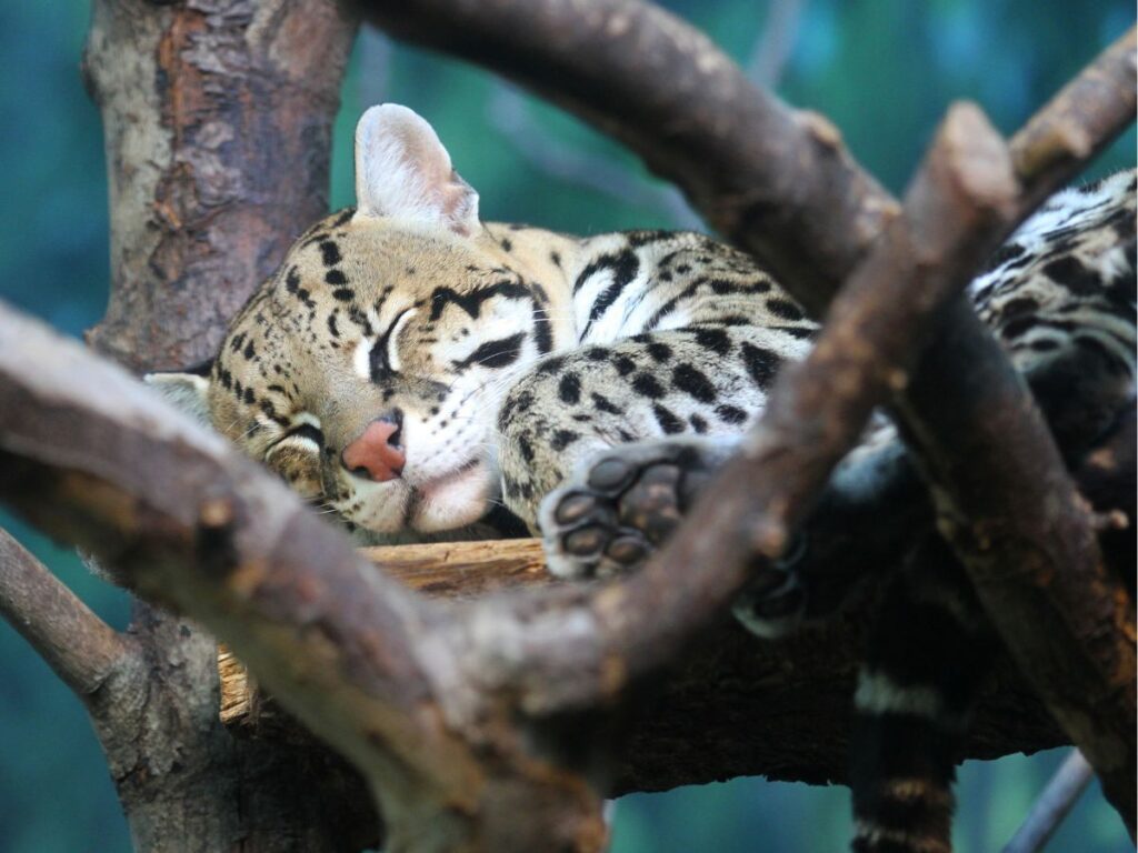 An ocelot sleeping in the branches of a tree in the jungle during the day.