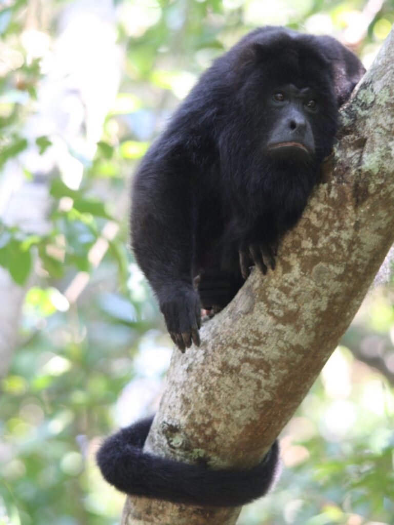 Howler Monkey sitting calmly in a tree with its tail wrapped arong the tree trunk.