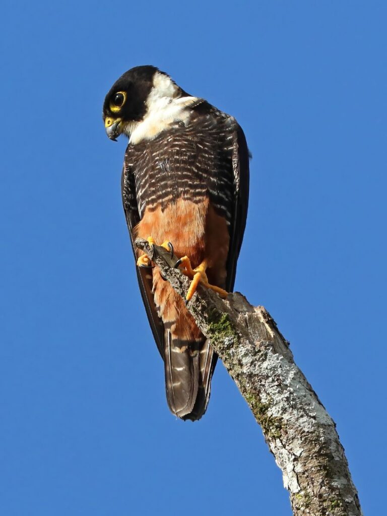 Bat Falcon sitting on a large tree branch with no leaves, with a pure blue sky in the background.
