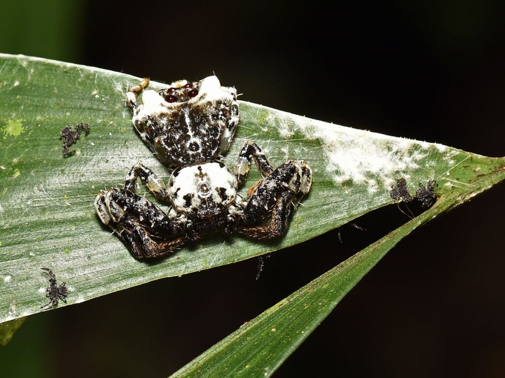 A Bird-Dropping Spider sitting on a leaf with a dark background.