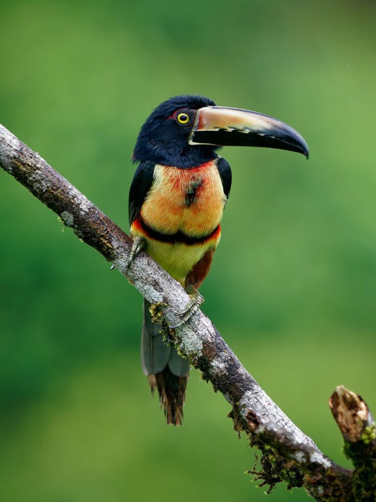 Collared aracari sitting on a tree branch, facing to the right. The trees are blurry green in the background.