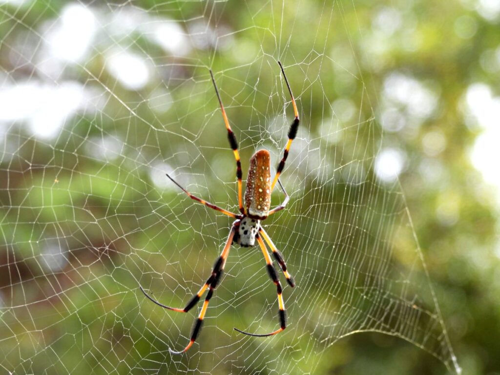 A Golden Silk Orb-Weaver Spider facing downward in its web with green trees blurry in the background.