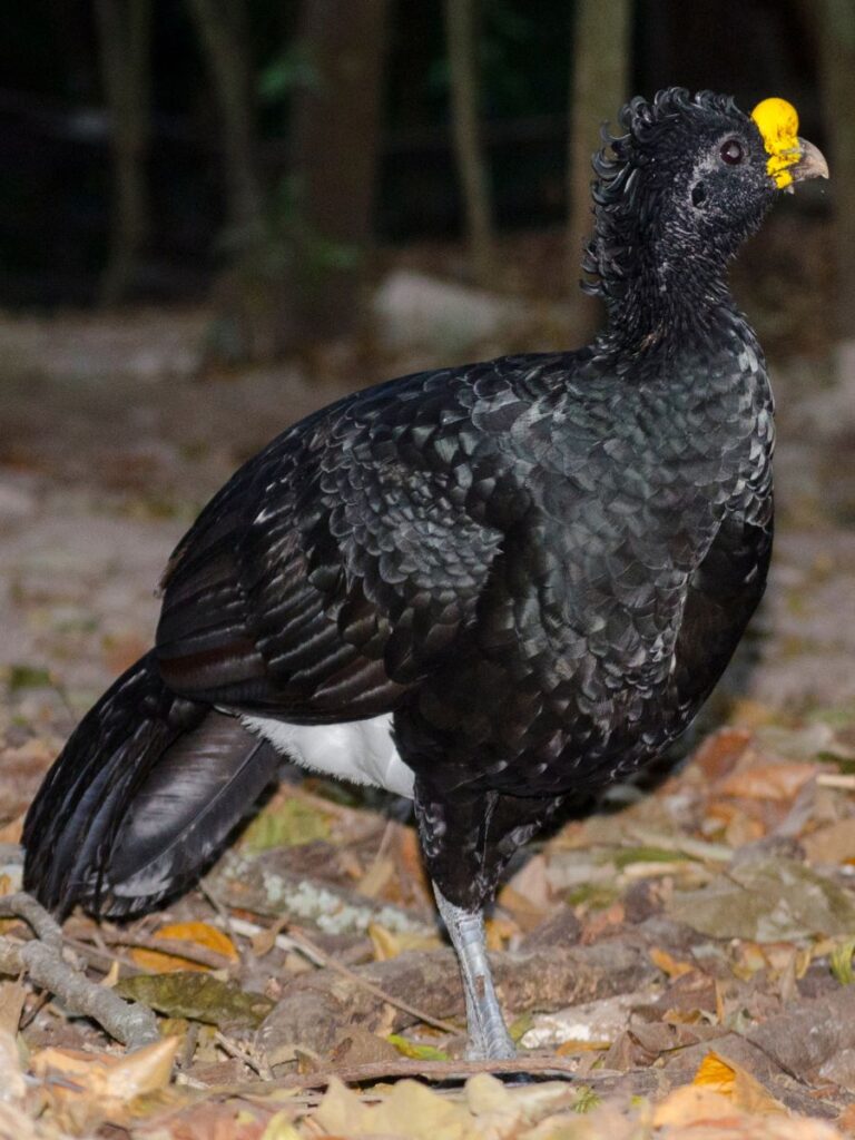 Great curassow standing on the ground, facing to the right, in a forest.