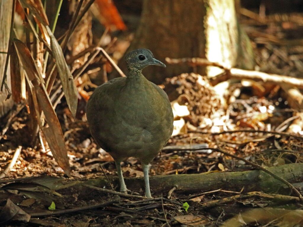 Adult Great Tinamou standing on a forest floor, showing how it's one of the animals in Tikal that blend in well with its surroundings.
