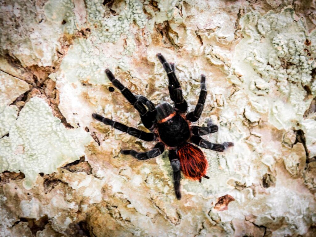 A Mexican Red Tump Tarantula on the ground in Tikal. It's one of the creepier animals in Tikal National Park Guatemala.