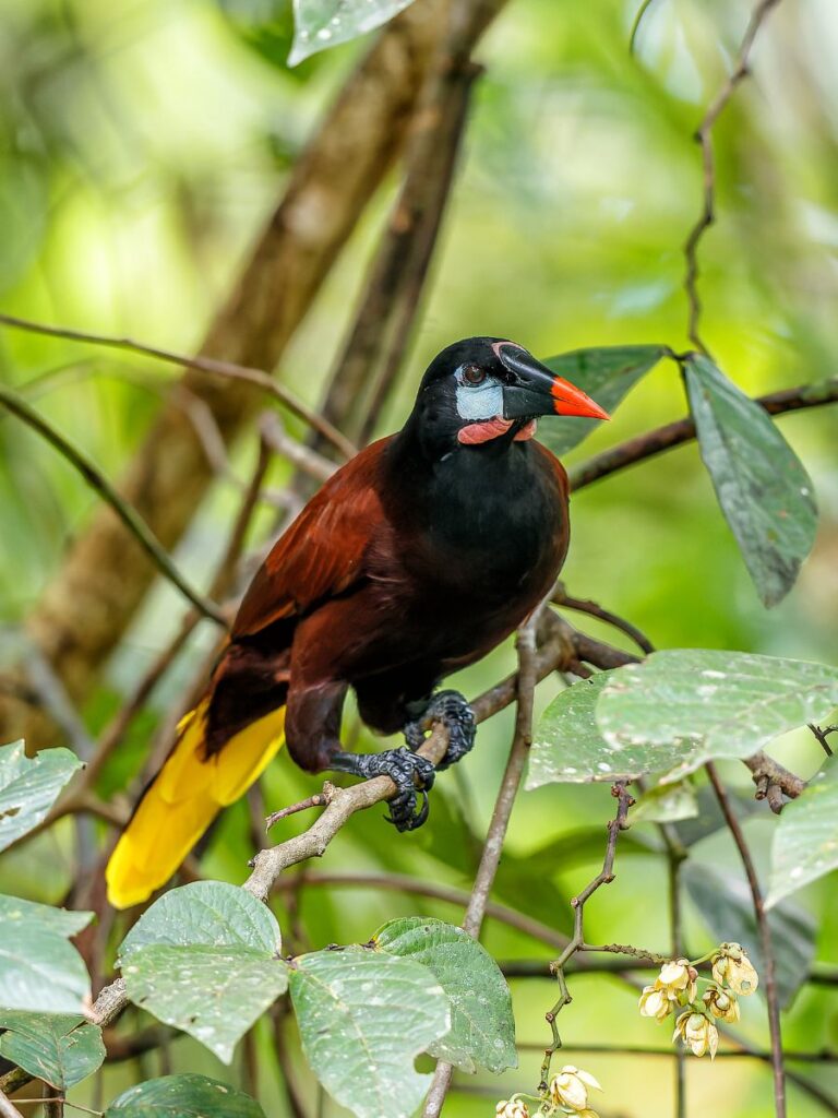 A Montezuma Oropendola sitting on a small tree branch, facing to the right, in the jungle.