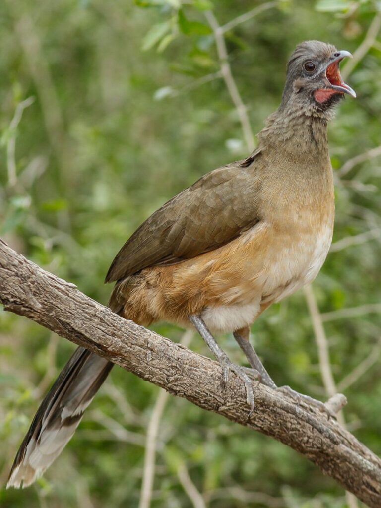 A Plain Chachalaca sitting on a tree branch in a forest with it's mouth wide open.