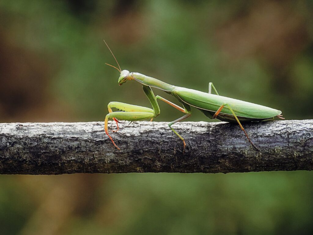 Praying Mantis facing left on a tree branch with a blurry green and brown nature background.