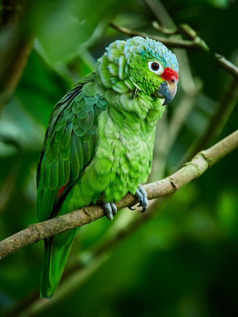 A Red Lored Parrot sitting on a thin tree branch in a forest.