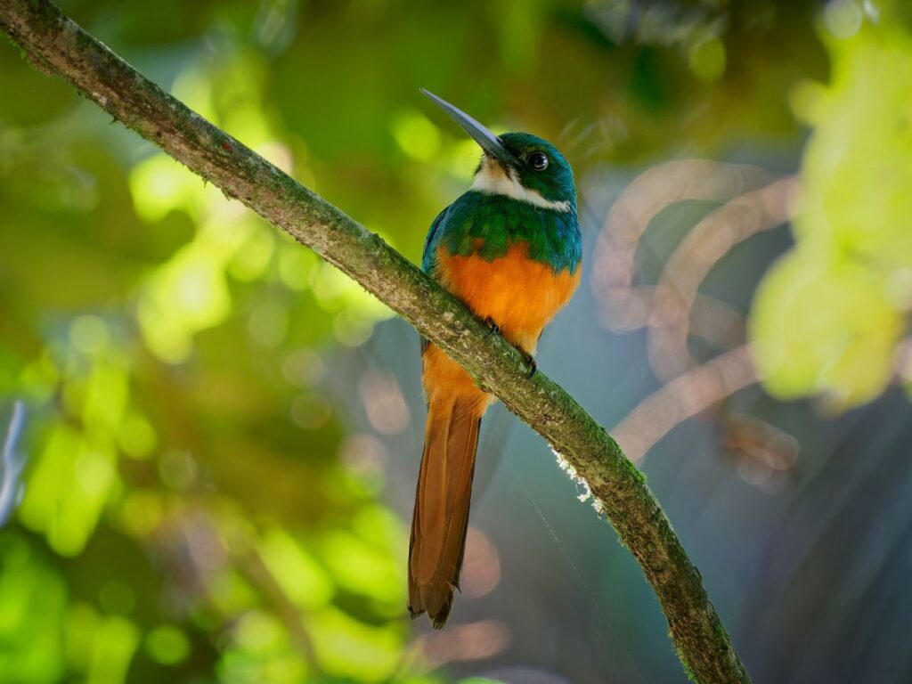A Rufous-Tailed Jacamar sitting on a tree branch in the jungle with sun rays hitting some of the tree leaves behind it.