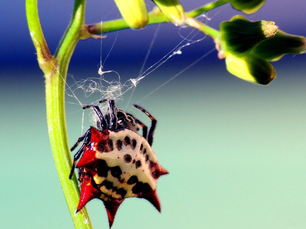 A small Spiny Orb-Weaver Spider in its web on a plant sprout.