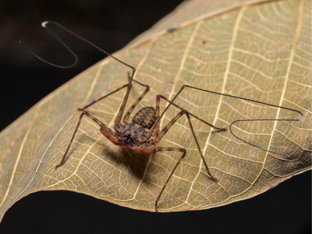 Close up of a Tailless Whip Scorpion on a leaf at night.