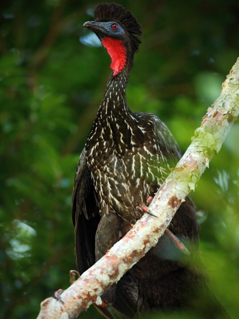 Cresten Guan sitting on a tree branch. It's one of the flashier animals in Tikal National Park, Guatemala