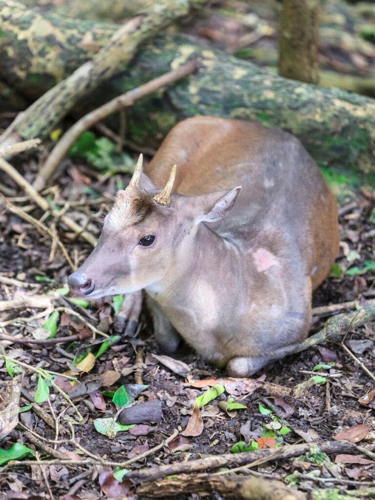 Red brocket deer laying on the ground in the forest.