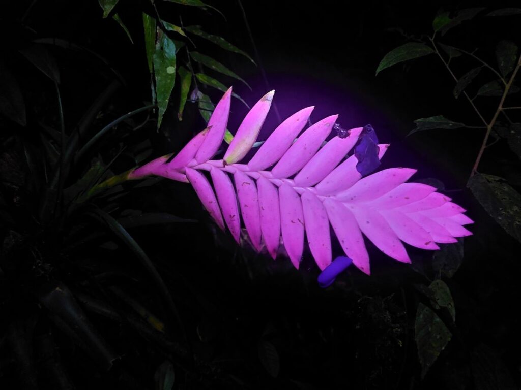 Close up of a pink bioluminescent plant my family found on a night walk.