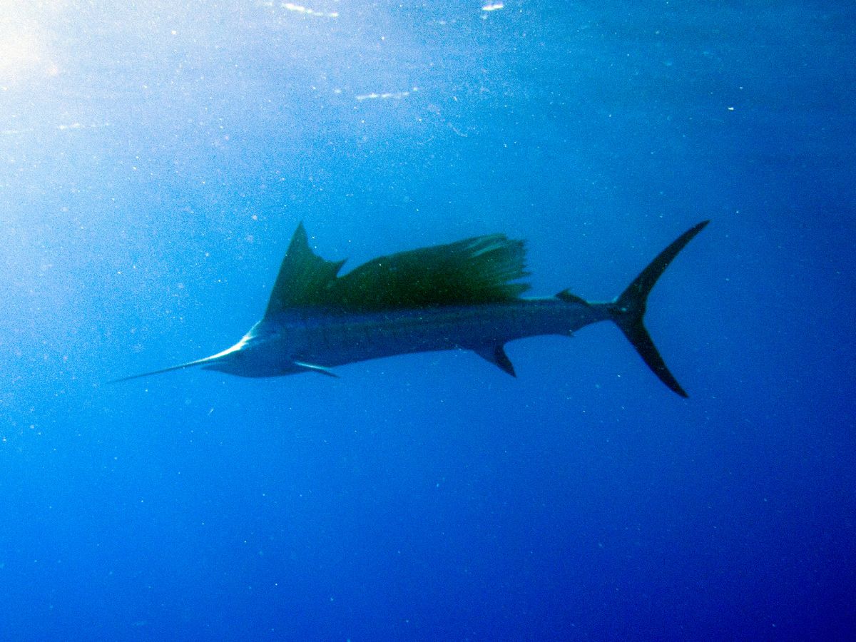 Sailfish swimming in the ocean
