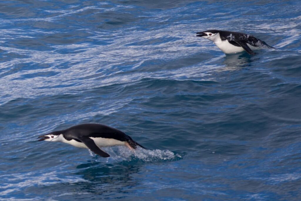 2 chinstrap penguins diving through the waters in Antarctica.
