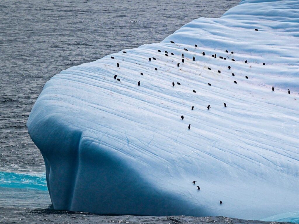 Many penguins on a massive iceberg in Antarctica.