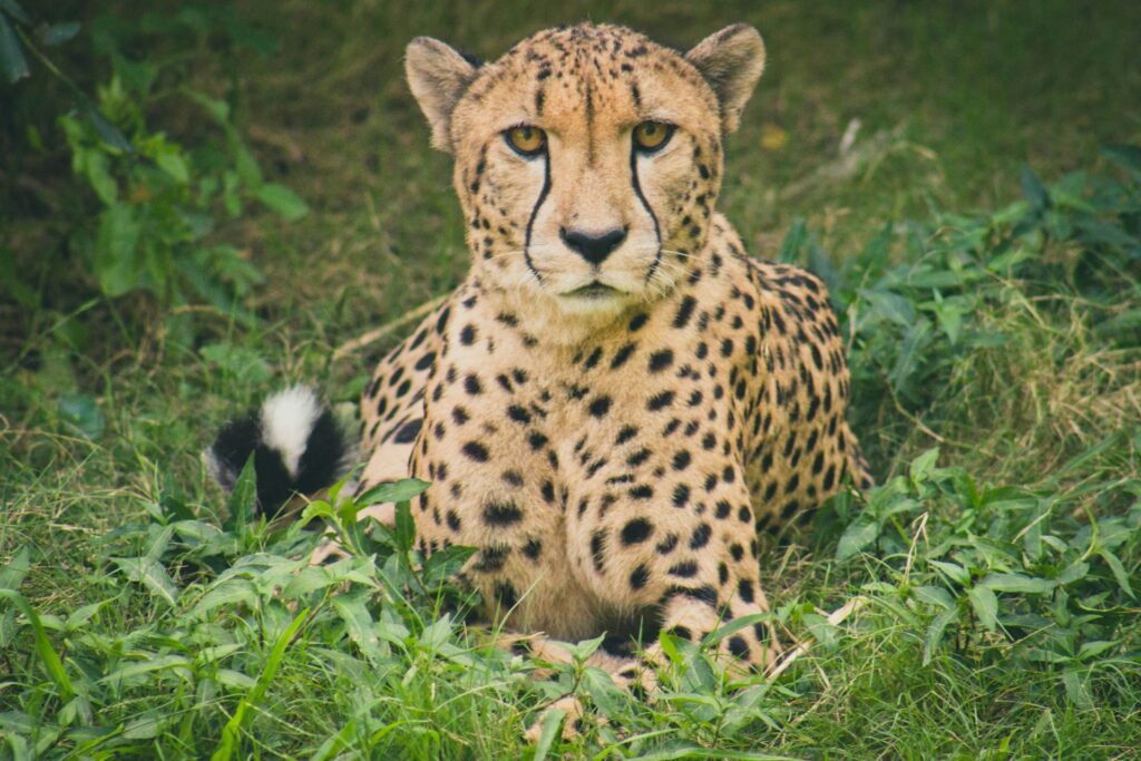 cheetah lying in the grass in the daytime