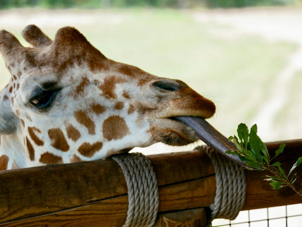 Close up of a giraffe eating leaves at a feeding platform, one of the Monarto Australia safari experiences.
