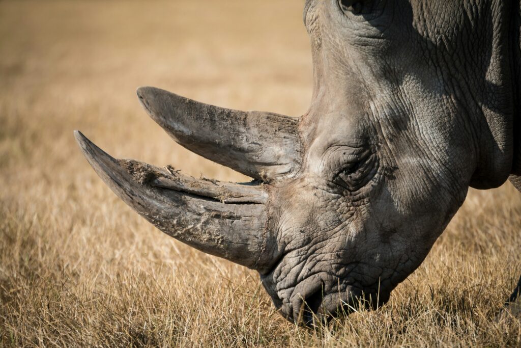 Close up view of a rhino's face