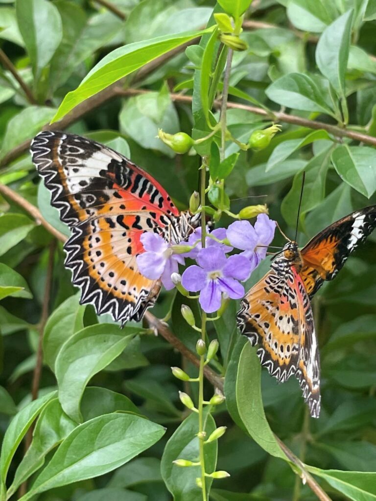 2 butterflies on purple flowers at Angkor Butterfly Farm
